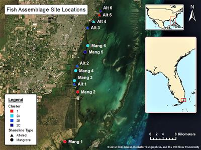 Characterizing Nearshore Fish Assemblages From Intact and Altered Mangrove Shorelines in Biscayne Bay, Florida, United States